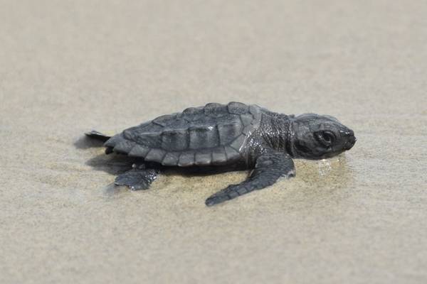 Kemp’s ridley sea turtles nest on Louisiana’s Chandeleur Islands for 1st time in 75 years