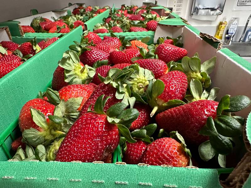 There are concerts, a catfish tank, fun things to check out, and of course, tons of strawberries! We’ve got tickets to give away to the festival, so keep listening, and checking back here for your chances to win tickets to the Poteet Strawberry Festival!