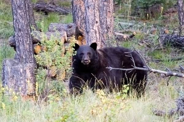 Colorado man shoots, kills bear that broke into his home