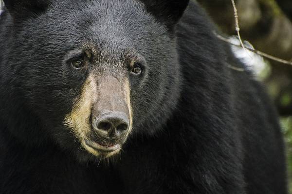 Watch: man fights off a bear at his Florida home