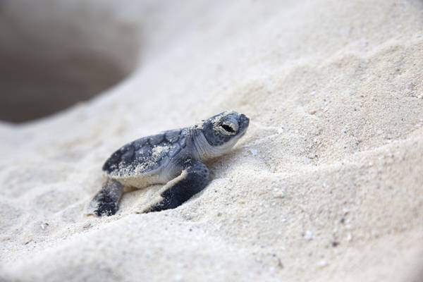Officials investigate ‘massacre’ of sea turtle nests in New York