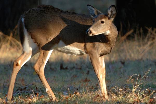 6 accused of killing over 100 deer in poaching spree in Pennsylvania