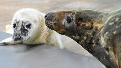 Blind seal gives birth at a zoo in Illinois