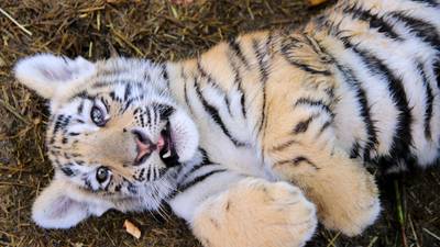 Agents serving arrest warrant find tiger cub in Dallas home