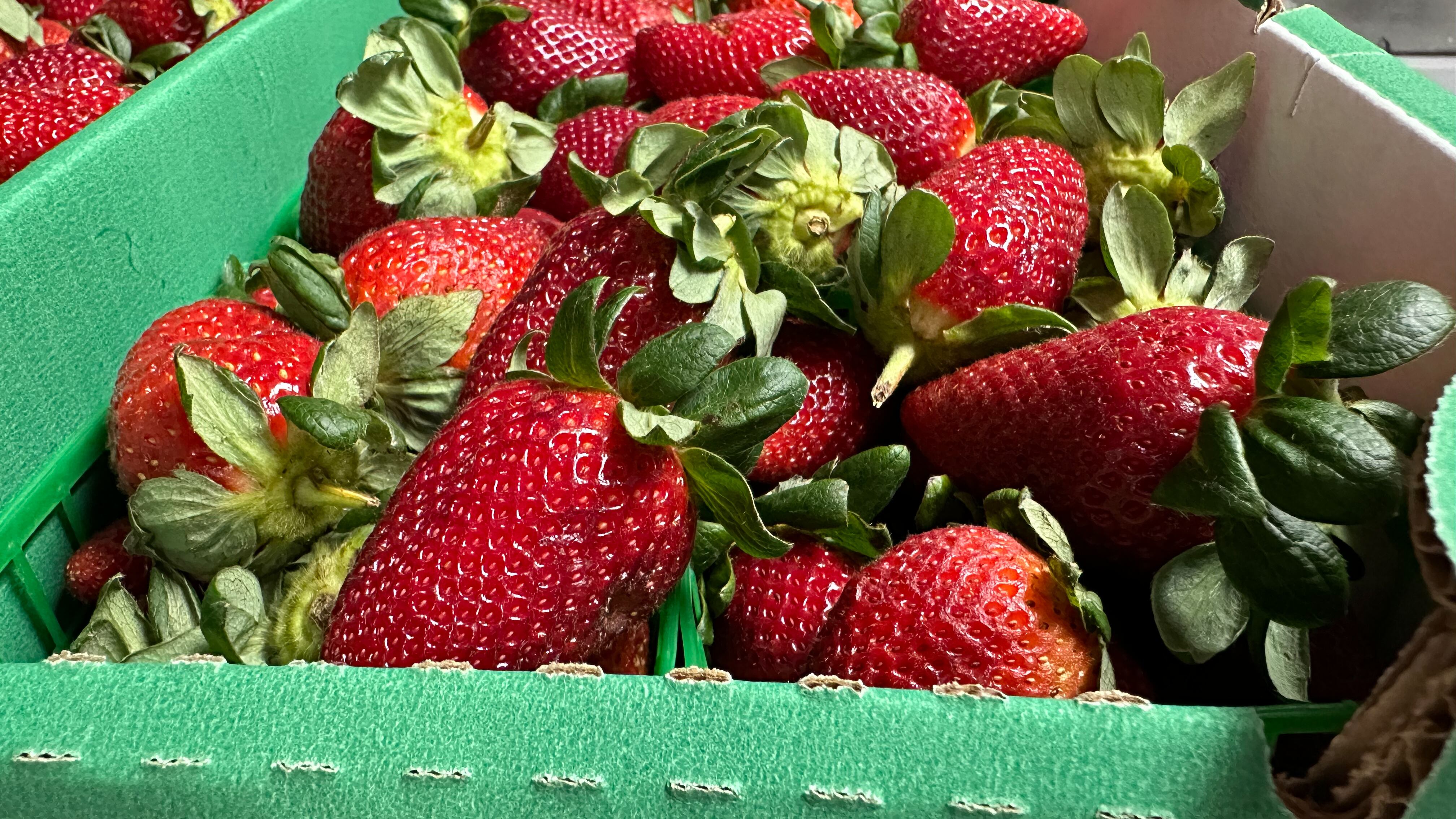 There are concerts, a catfish tank, fun things to check out, and of course, tons of strawberries! We’ve got tickets to give away to the festival, so keep listening, and checking back here for your chances to win tickets to the Poteet Strawberry Festival!