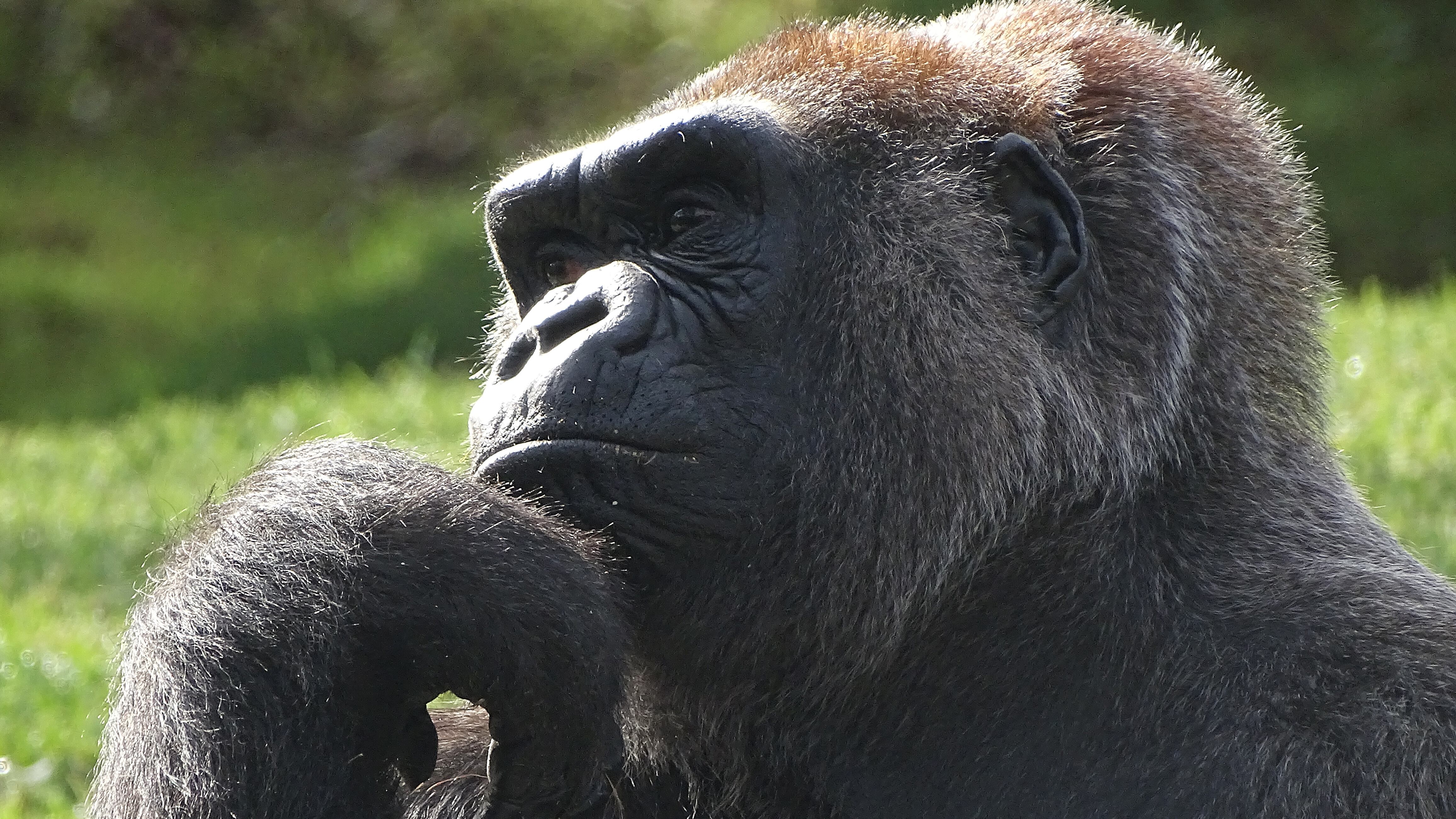 Gorilla